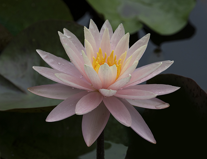 Bloom by Barbara Hunley