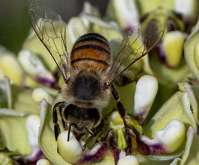 Bee by Barbara Hunley