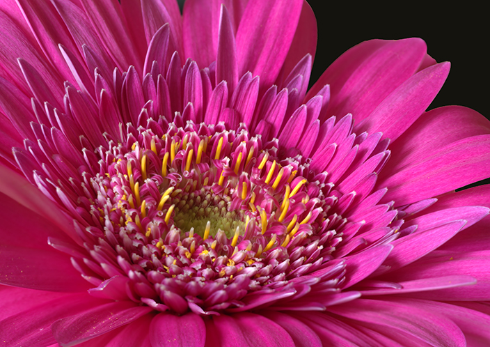 Pink Daisies (or at least one) by Barbara Hunley