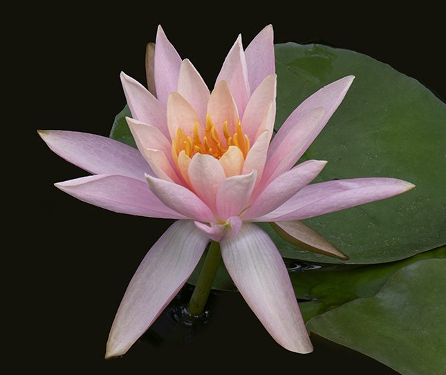 Mayfield Water Lily by Barbara Hunley