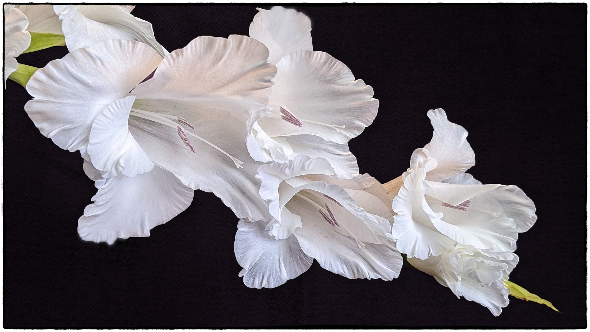 White Blooms by Priscilla Farrell