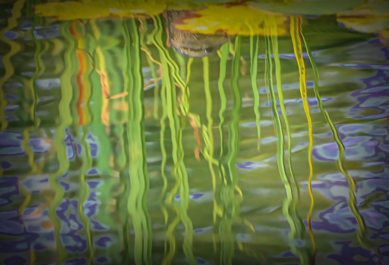Lily Pads