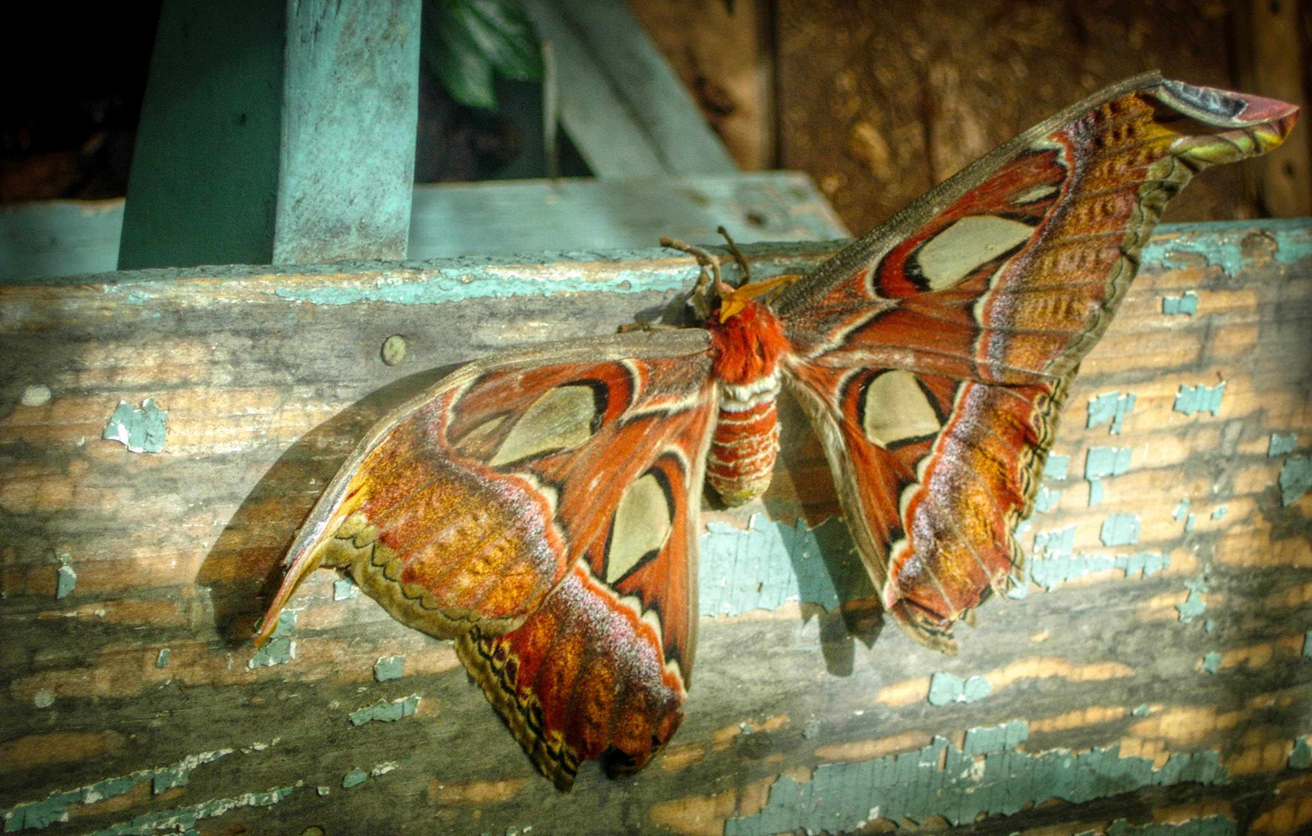Atlas Moth by Alane Shoemaker