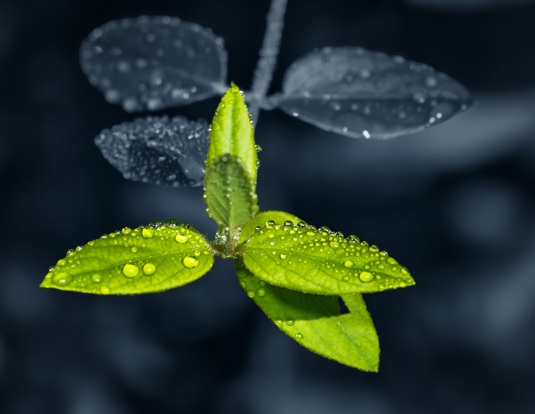 Water Drops on Green Leaves