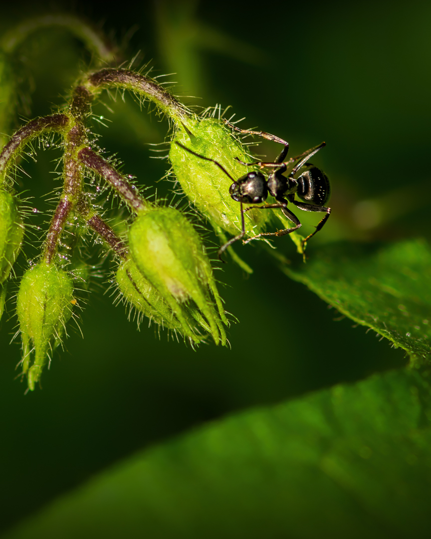 Ant by Xiao Cai