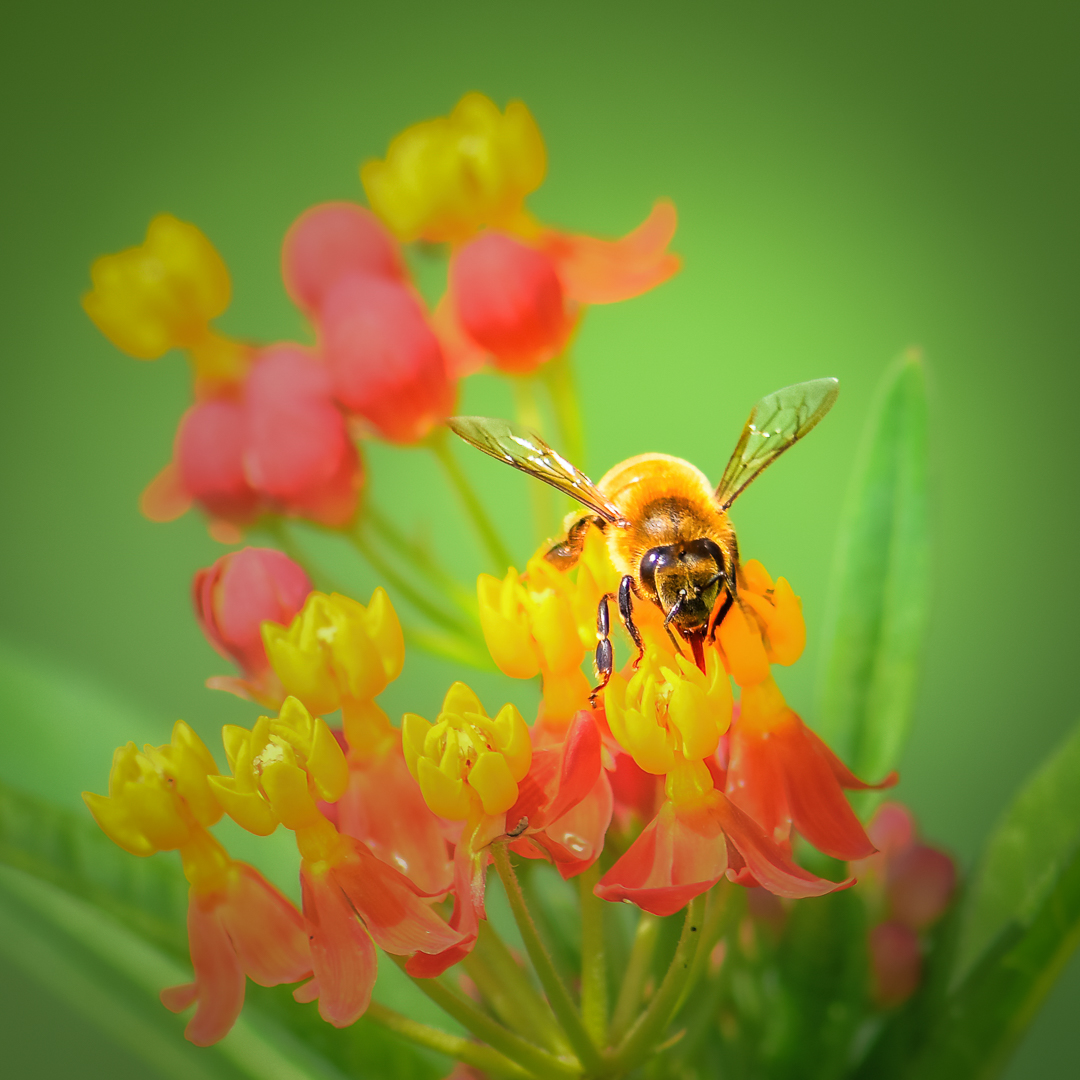 Honey Bee by Xiao Cai