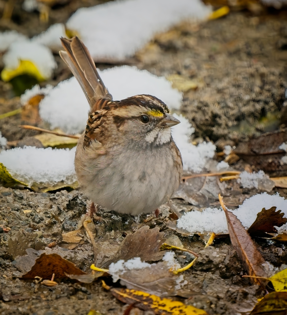 White-throated Sparrow foraging for food after the first snow fall. by Pierre Williot