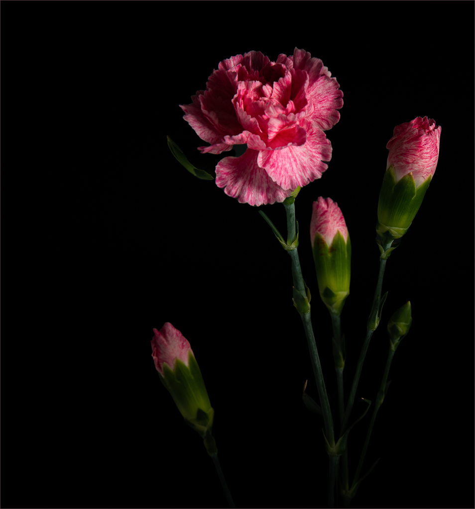 Pink Carnations by Barbara Asacker