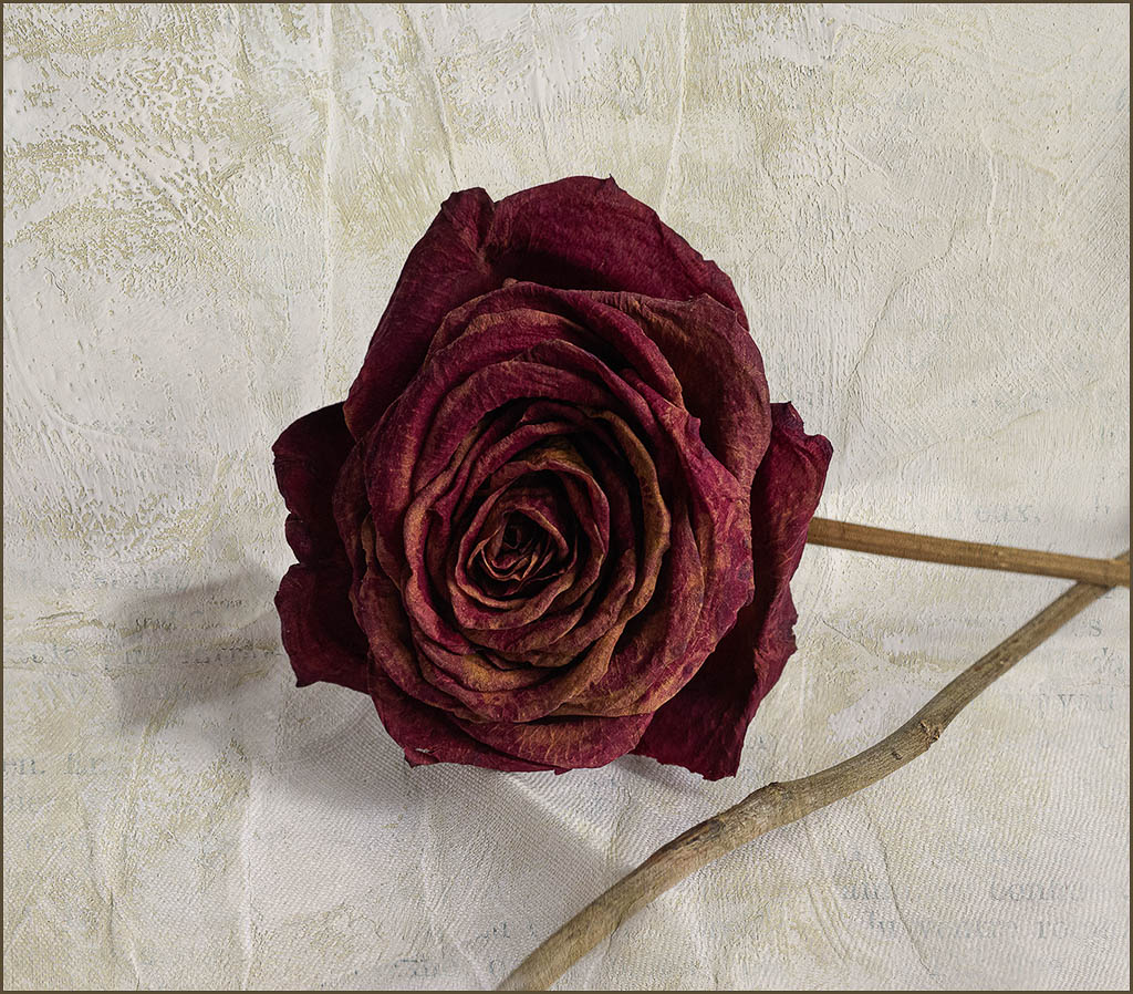 Old Rose by Barbara Asacker