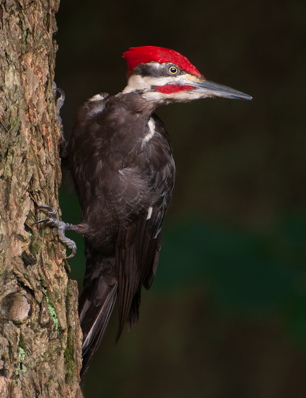 Pileated Wood-pecker by Murphy Hektner