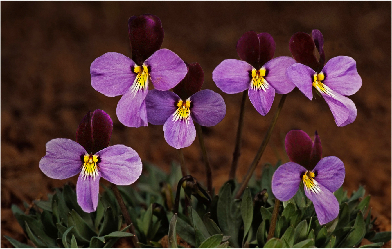 SAGEBRUSH  VIOLET by Murphy Hektner