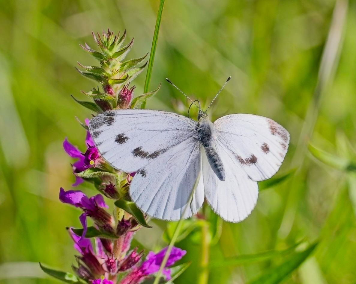 Cabbage White Butterfly feeding on a Purple Loosestrife. by Pierre Williot