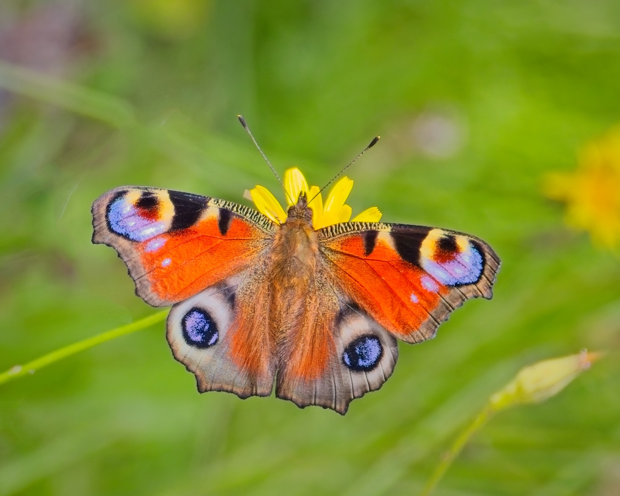 Peacock Butterfly by Pierre Williot