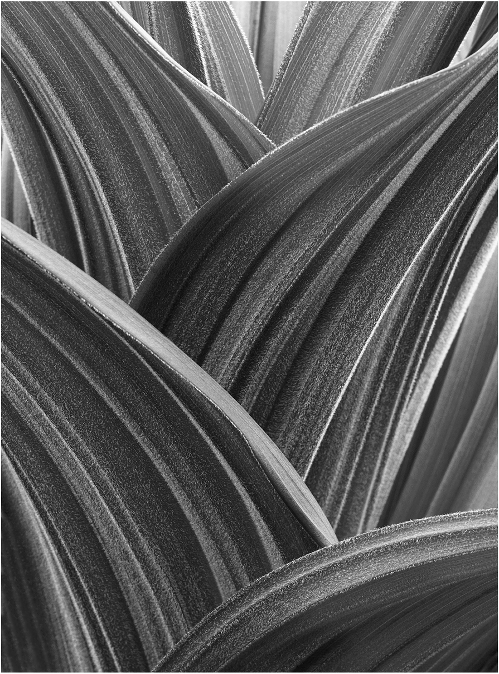 False Hellebore Leaf  Design