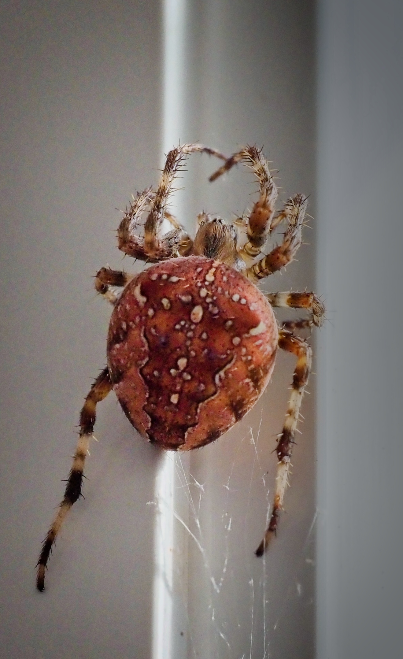 European garden spider  by Pierre Williot