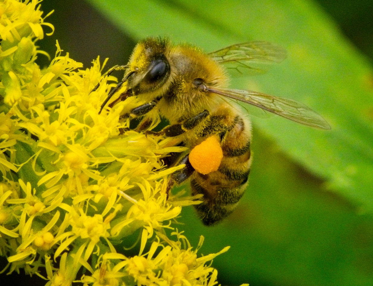 Busy Western Honey Bee (with pollen sac) by Pierre Williot