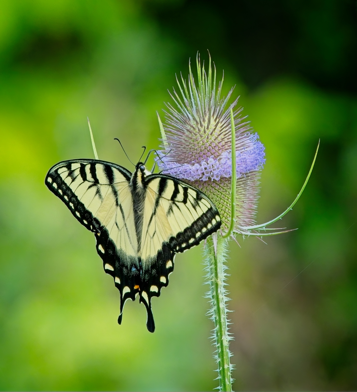 Eastern Tiger Swallowtail Butterfly by Pierre Williot