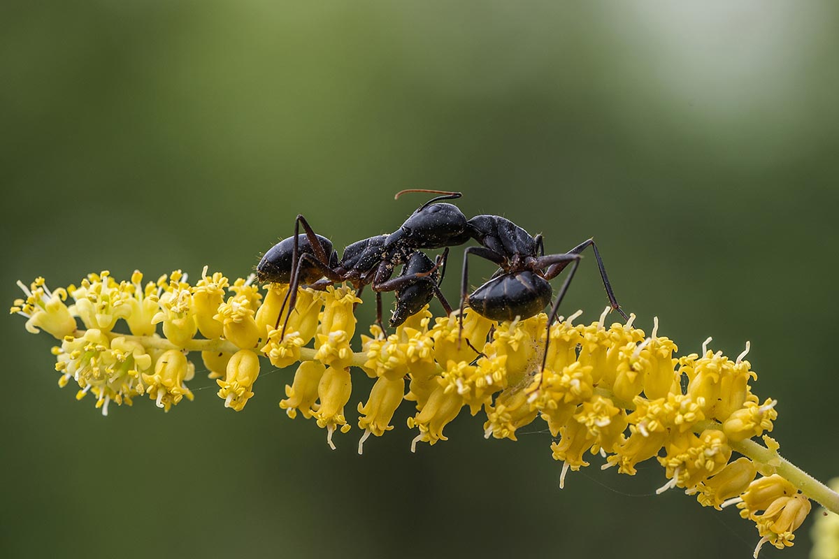 Fighting Ants by Shaji Narayanan