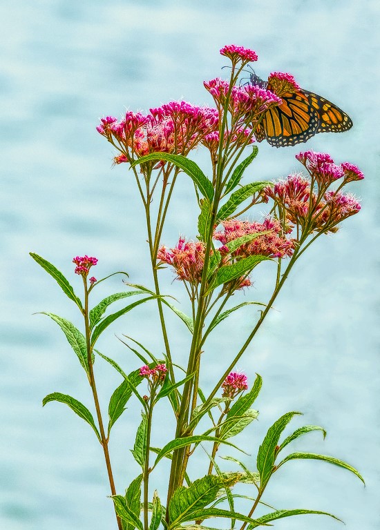 Graceful Monarch Butterfly by Alane Shoemaker