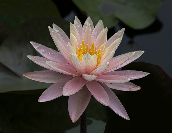 Comment Image