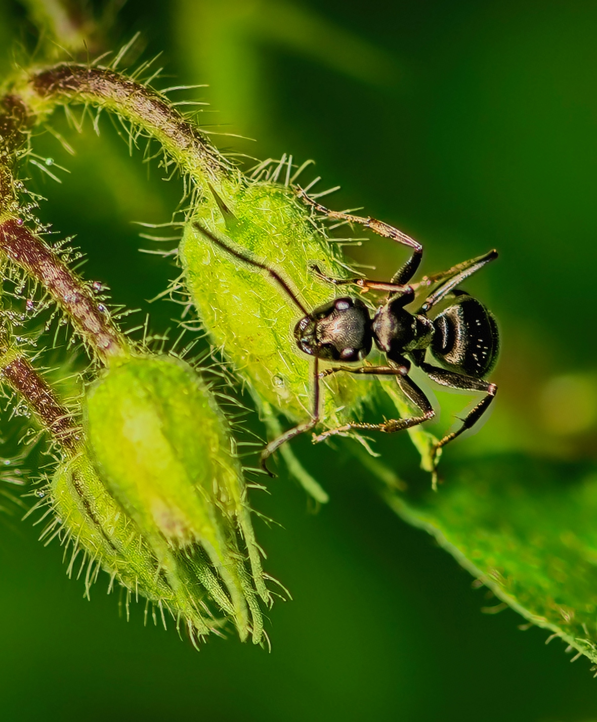Comment Image