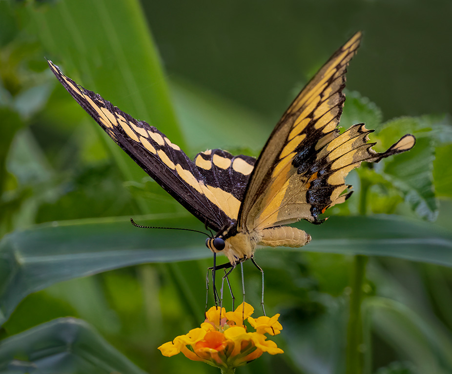 Eastern Tiger Swallowtail Butterfly by Richard Story