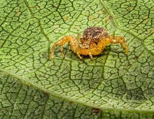  Spider on leaf by Neal R. Thompson, M.D.