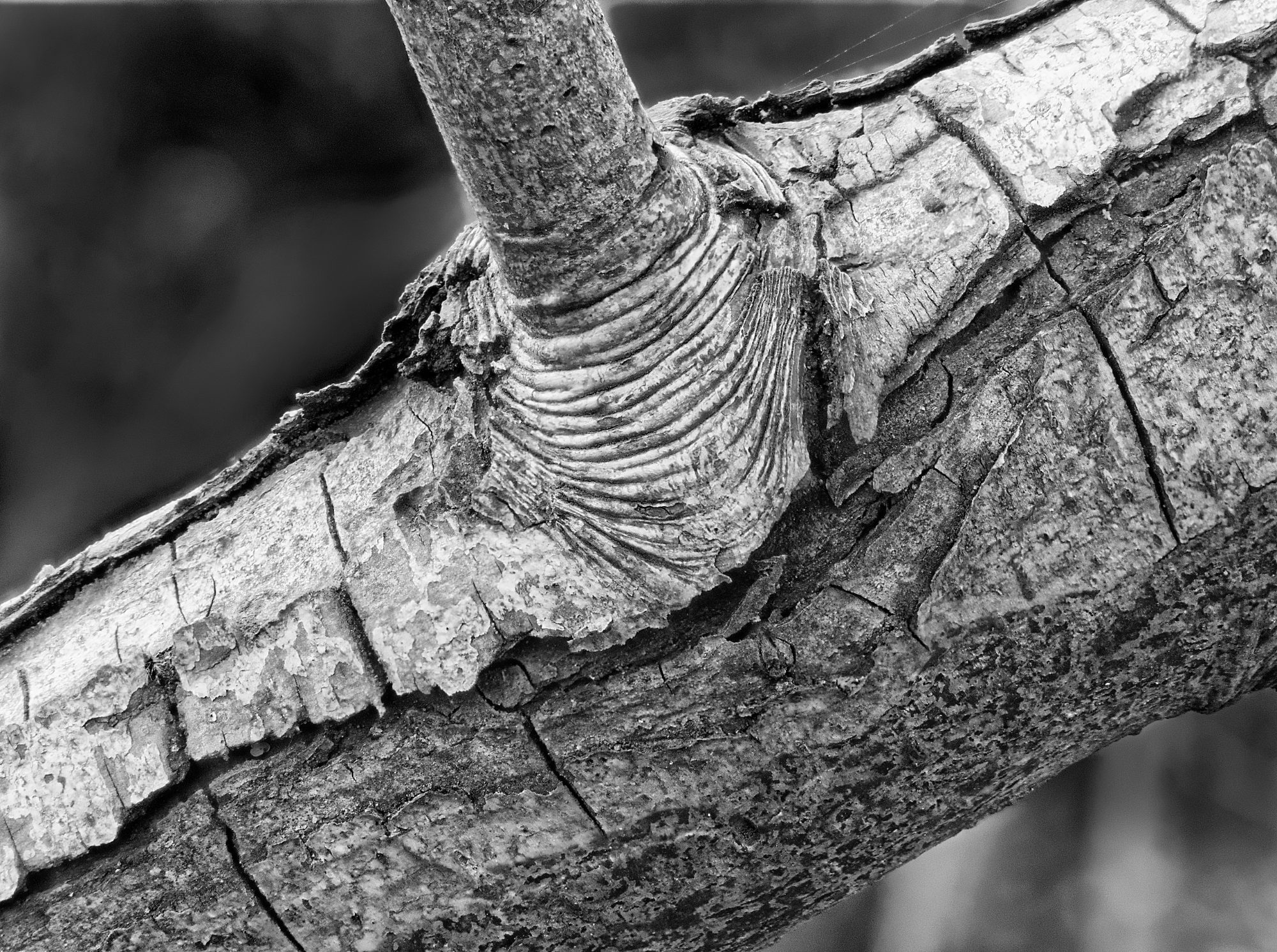 Mono Macro by Stuart Ord