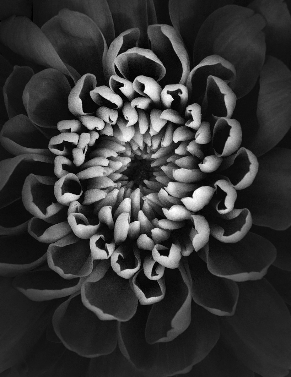 Chrysanthemum by Patrick O’Brien