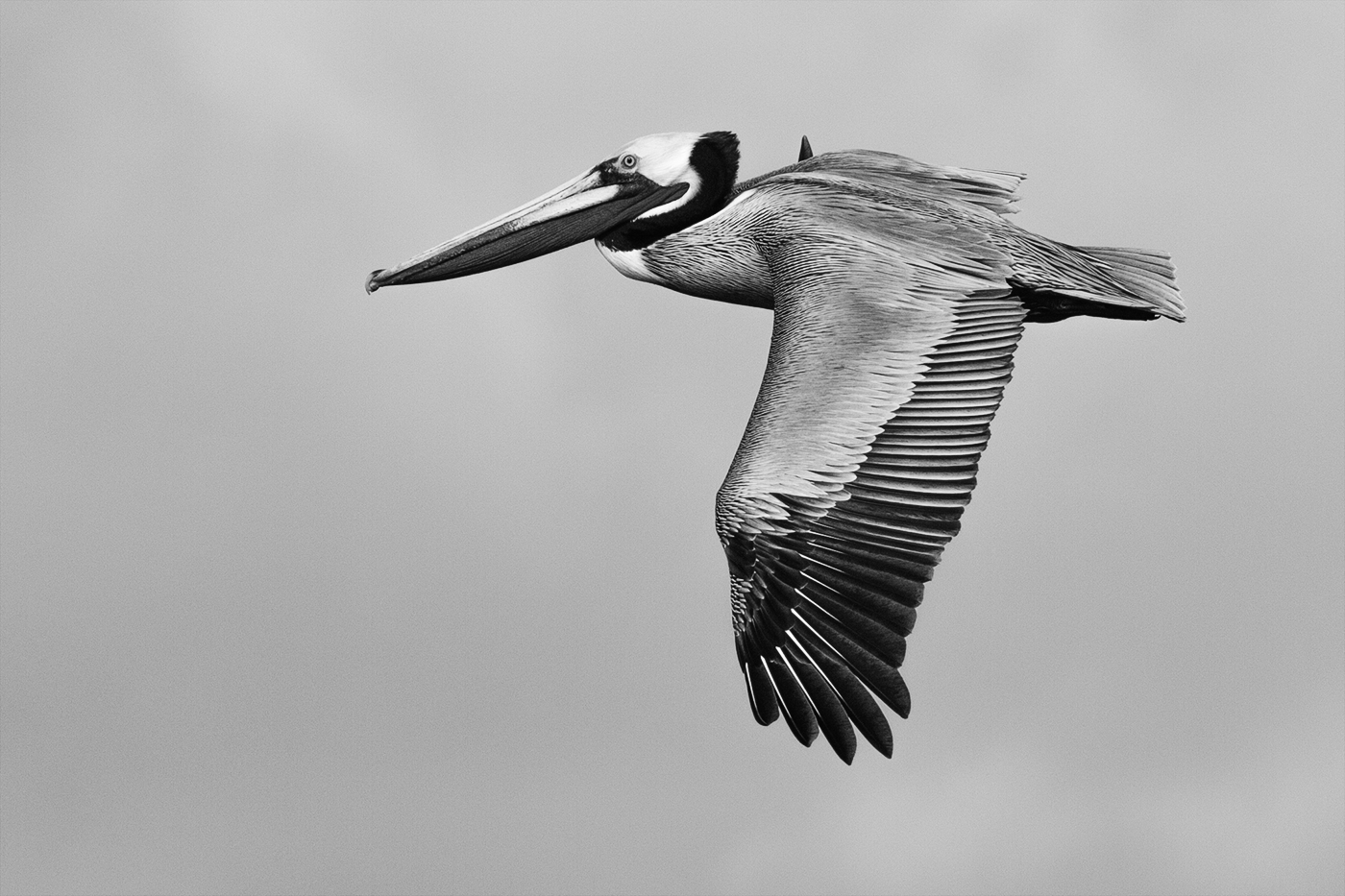 Cruise Control by Chris Prior