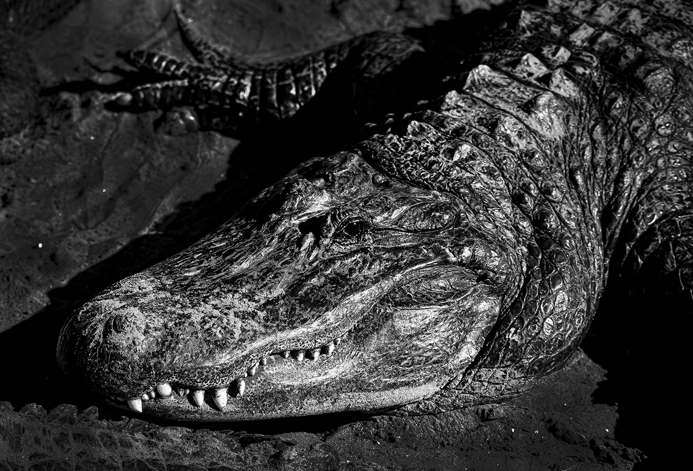 Only A Mother Could Love Him by Don York