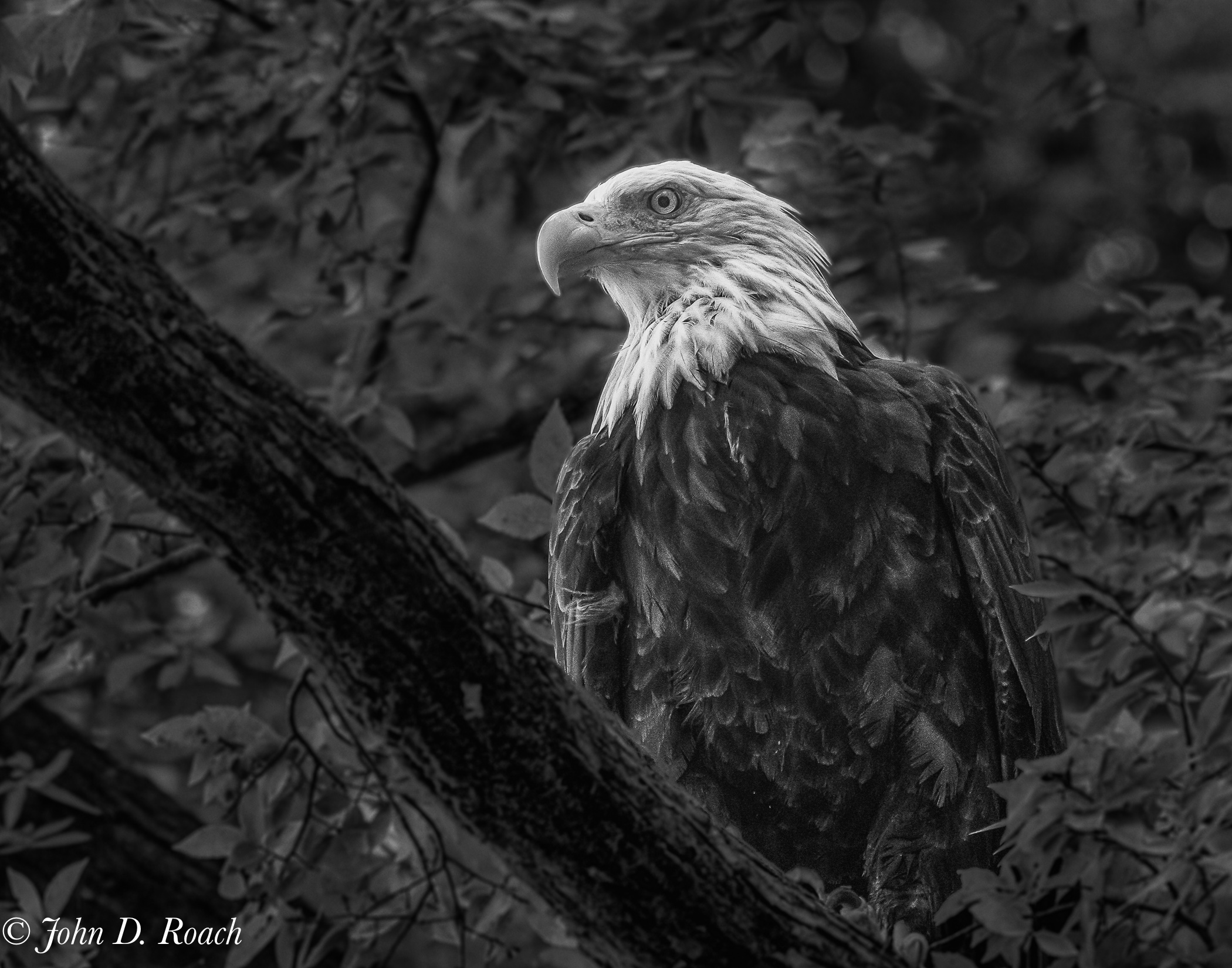 The Eagle Eye by John Roach