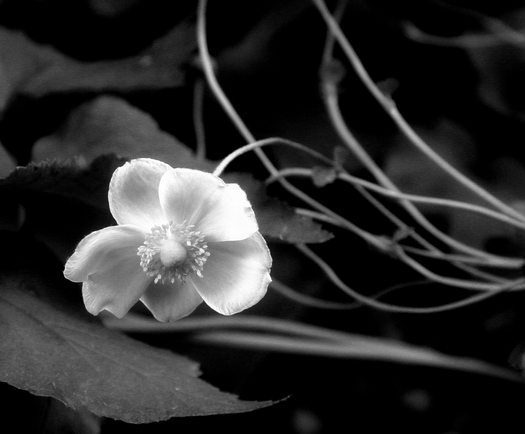 Flower and Stems by Jerry Snyder