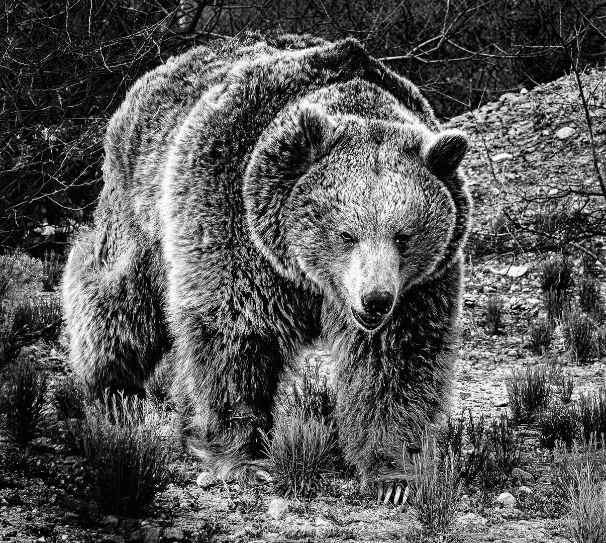 Grizzly Bear Cypress by Stan Bormann