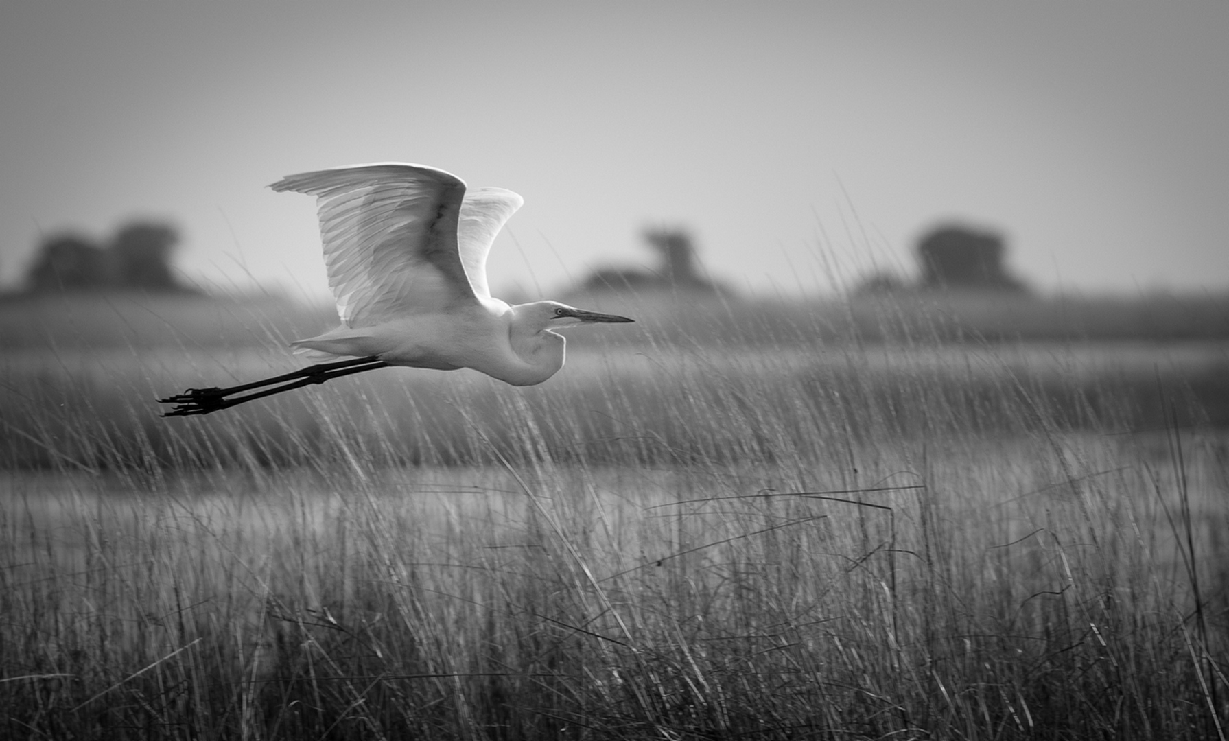 Flying Egret by Jerry Snyder