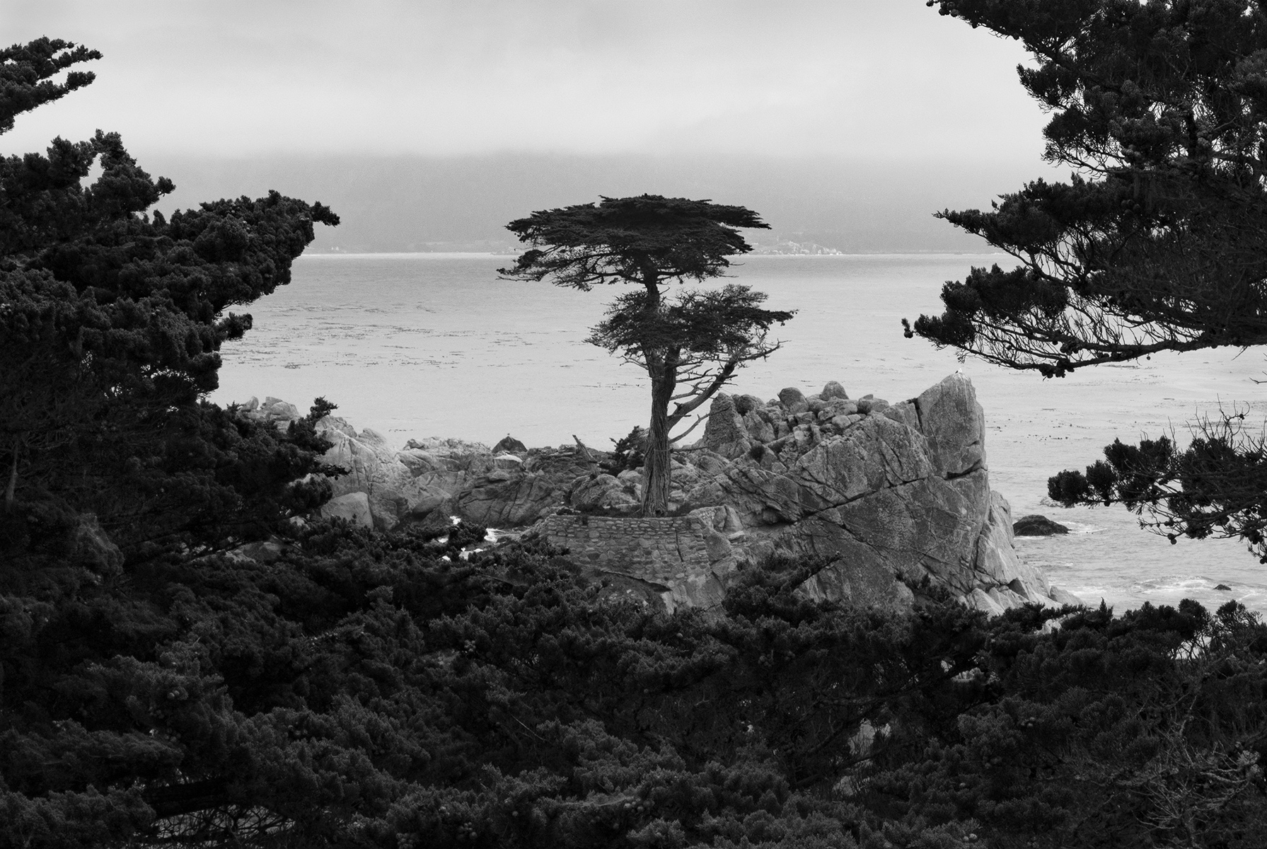 The Lone Cypress by Helen Sweet