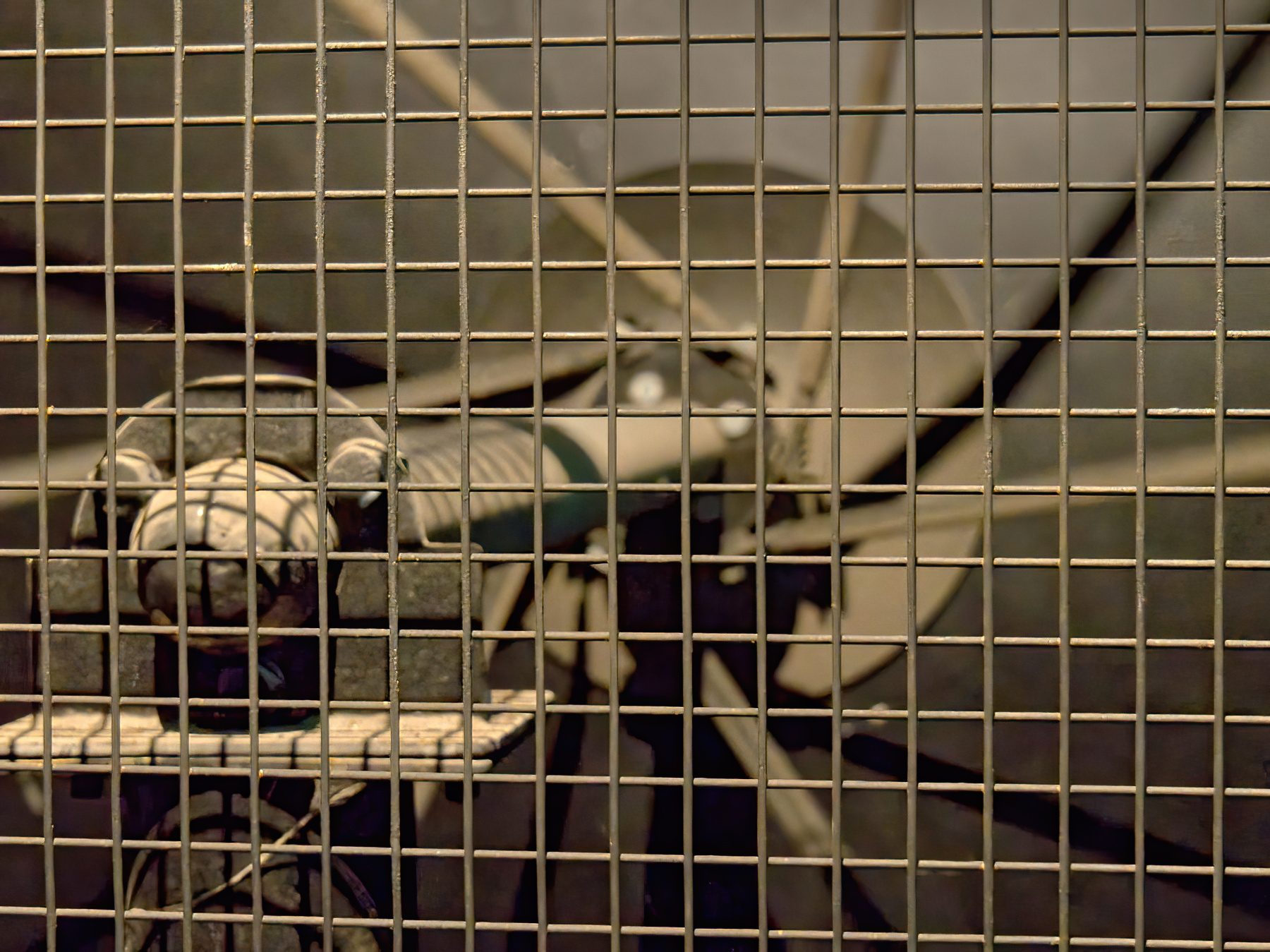 Caged beast by Stuart Ord
