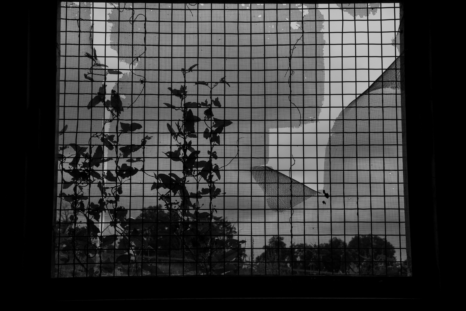 Veil by Jerry Snyder
