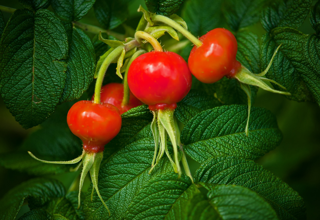 Rose Hips by Dick States