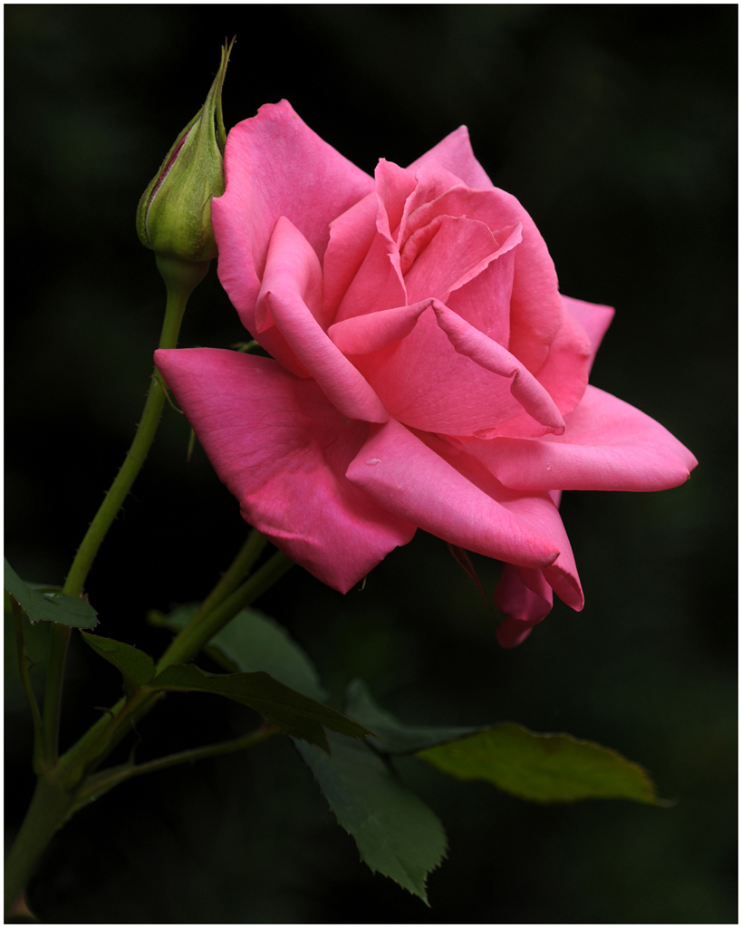 Pink Rose