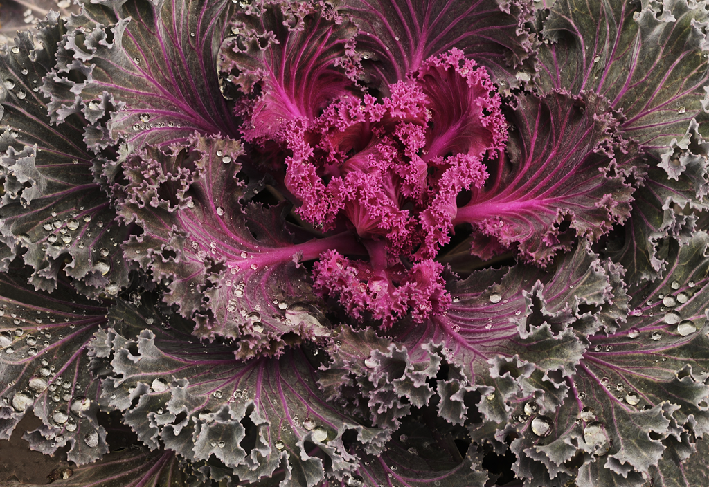 Flowering Kale by Dick States