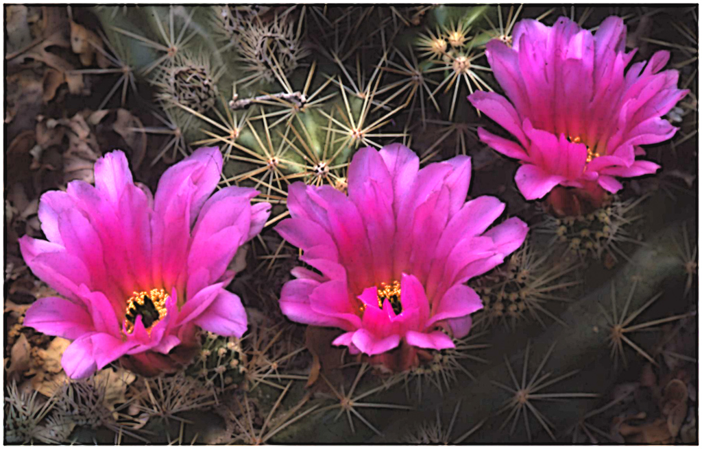 Hedgehog Cactus by Shirley Ward