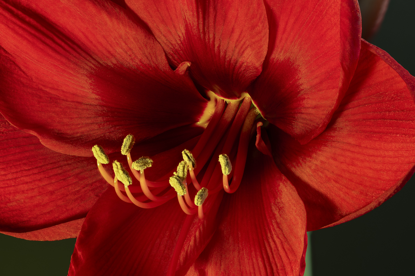 December 2025 Amaryllis by Mark Bamberger