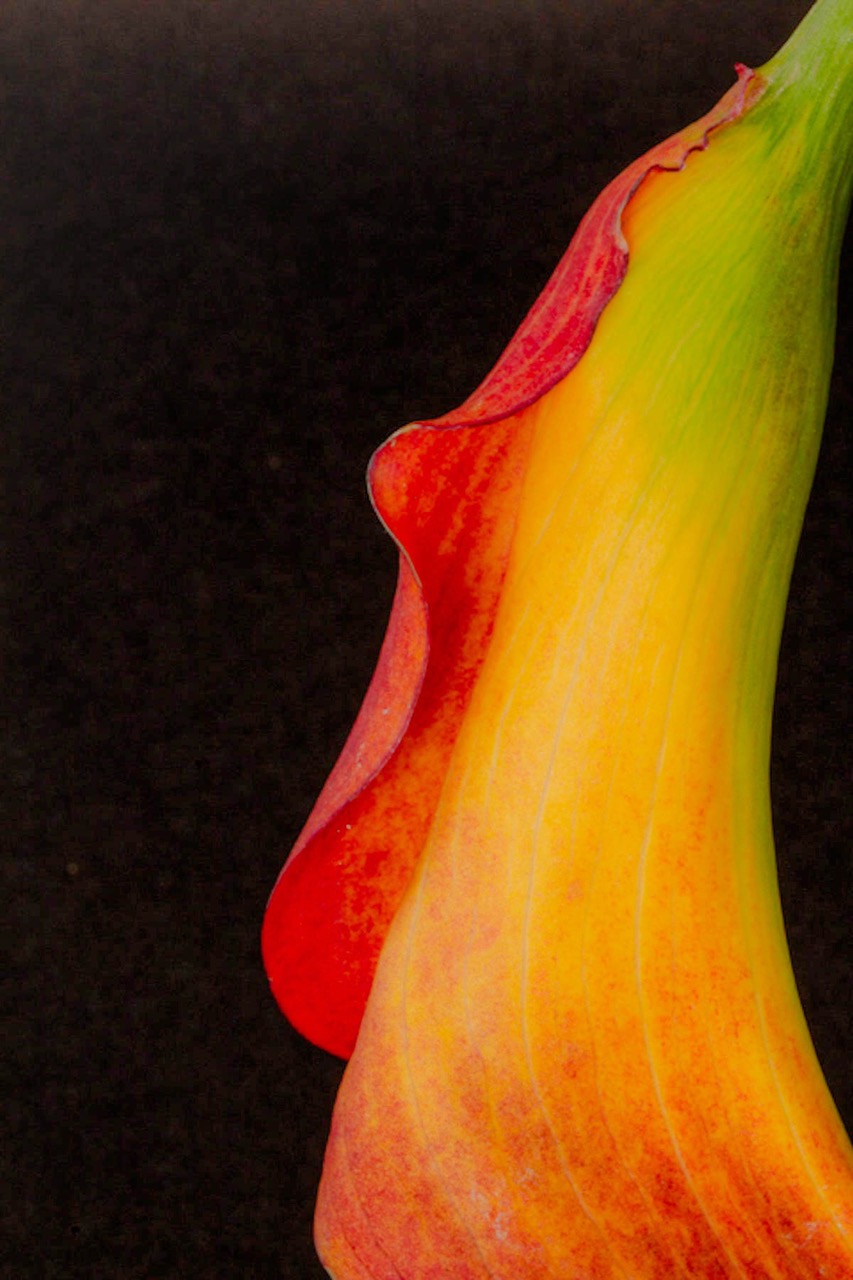 Abstract Calla by Amy Murphy