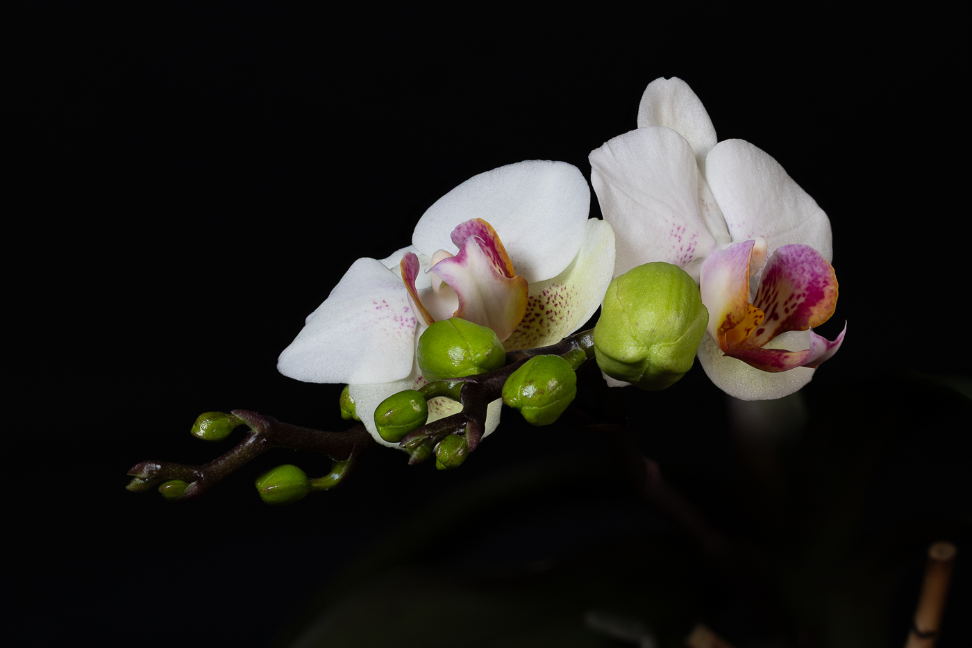 April 2026 - Mark Bamberger