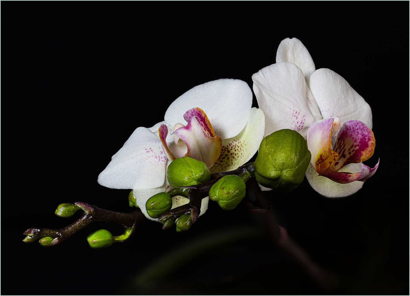 Orchid Family by Mark Bamberger