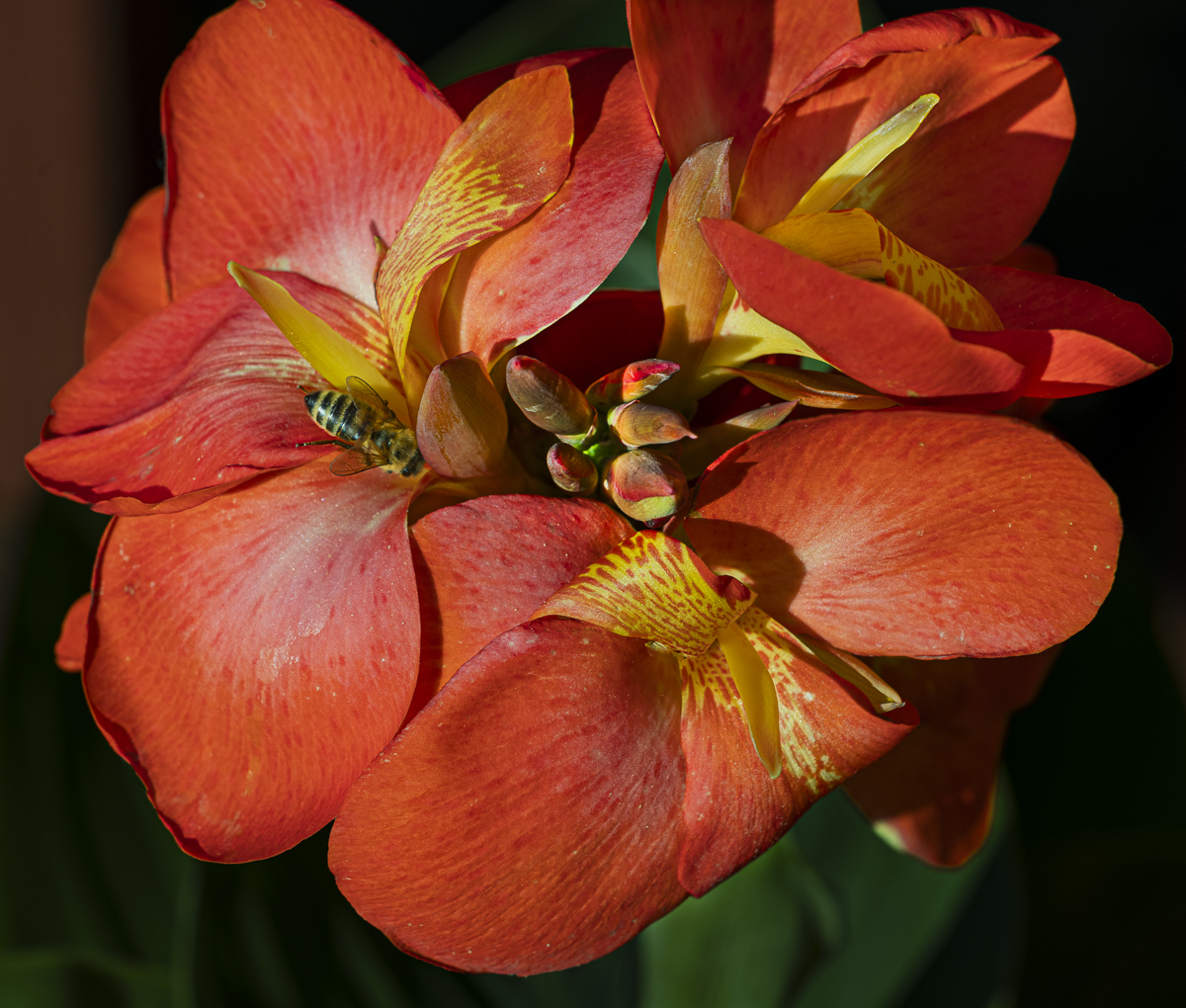 Canna Lily