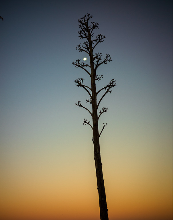 Century Plant by David Terao