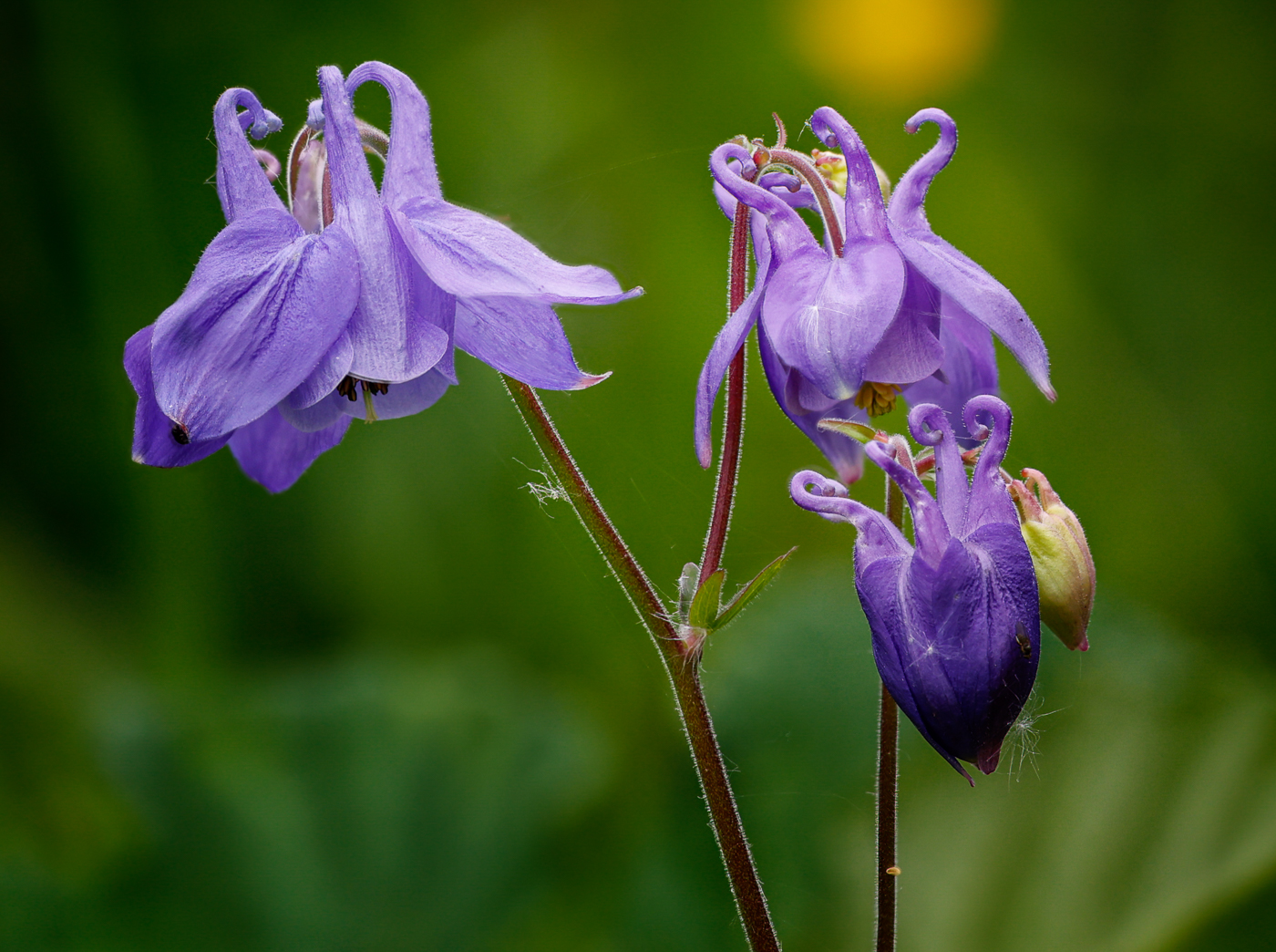 Common Columbine  by Maria Mazo