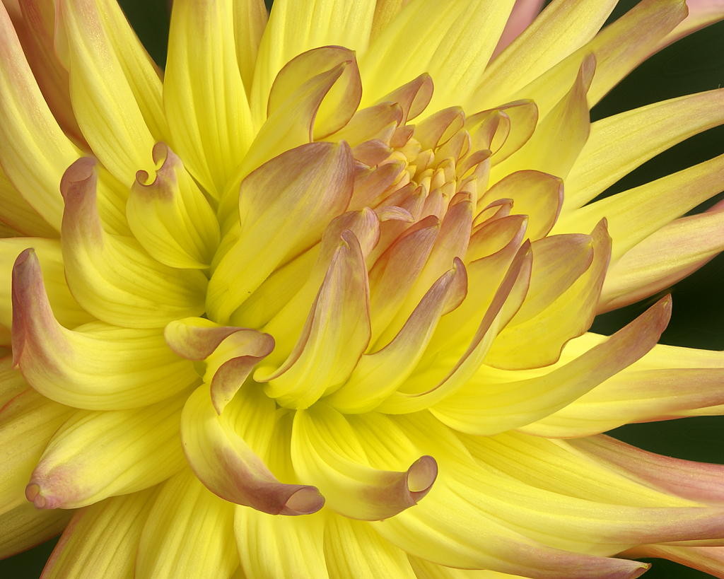 Dahlia by Dick States